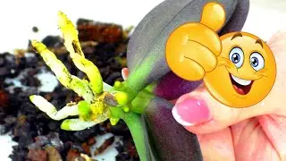 Не выбрасывайте погибшую орхидею. Она вырастила новую орхидею-Детку!