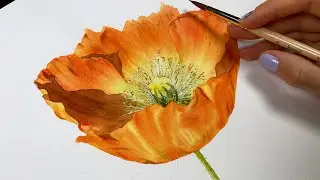 Realistic orange poppy flower in watercolor - demo from a class