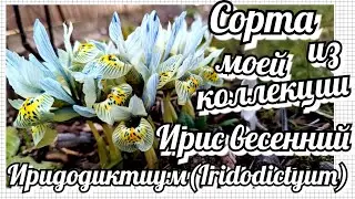 Самый ранний весенний луковичный ирис/ Ирис сетчатый /Иридодиктиум/ Описание, сорта и уход. Часть 1
