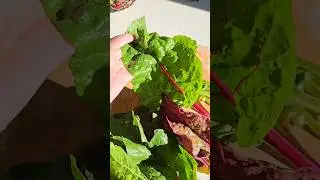 🌈 Rainbow Swiss Chard is high in oxalic acid 🥬