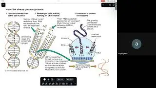 Unit 4 Heredity Part 4 | SEE Science | Class 10 Science Online Class | SEE Science MCQ