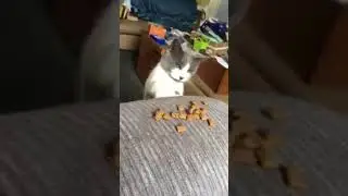 cat tapping one treat at a time