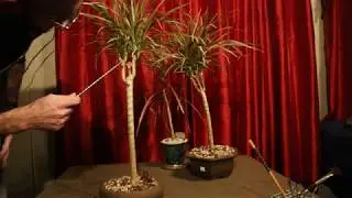 NotBonsai The dracaena forest and me, house plants that aren't bonsai