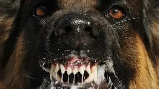 БЕШЕНАЯ СОБАКА ! СМОТРЕТЬ ДО КОНЦА