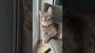 Кота должно быть много 💜 