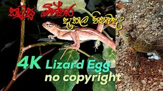 Garden Lizard Egg I Hatching Lizard Egg #free #animals