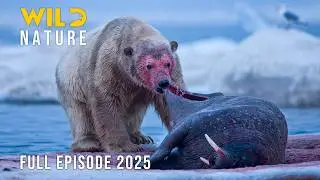 WILD ARCTIC | The Untold Stories of Survival in the Ice 