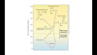 Where ATP's metabolic power comes from and how it's used