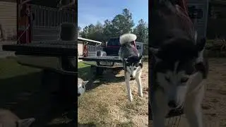 Siberian Husky Jumps To Attack Her Brother!!!