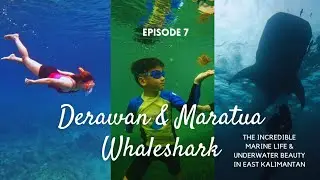 Derawan & Maratua: Swimming with Whalesharks ~