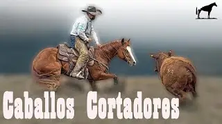 Cuarto De Milla Cortadores (Caballos Que Apartan Al Ganado Solos) 🐴-Del Cerro Soy