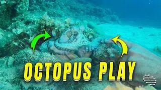 Freediver Interacts with Octopus