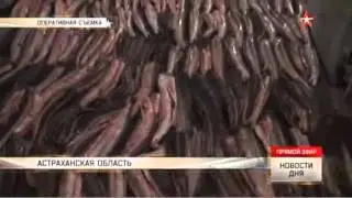 Семь лет за две тонны осетра грозит нарушителям в Астраханской области