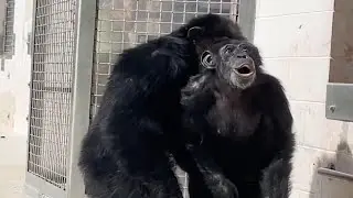Watch: Lab chimp sees the sky for FIRST TIME IN HER LIFE in wholesome video