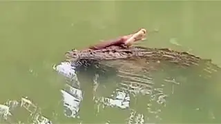 30 Craziest Animal Encounters Of All Time