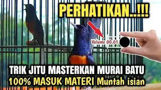 CARA MASTERKAN MURAI BATU YANG BENAR AGAR MUNTAH ISIAN‼️