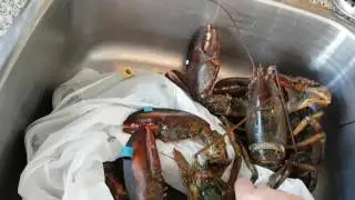 Boiling Live Lobster