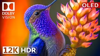 Dolby Vision 12K HDR 120fps OLED Nature & Wildlife - Epic Visuals