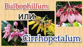 ОРХИДЕИ Бульбофиллум.  Или почему Cirrhopetalum?