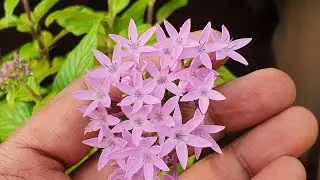 Pentabulous Pentas - Propagation and Overall Care | Work From Home Gardening