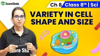 Variety in Cell Number, Shape, Size - Cell Structure and Functions | Class 8 Science Chapter 8