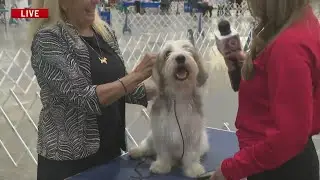 Meet Thurston, who won the cutest P.B.G.V. dog at the Kennel Show in Des Moines