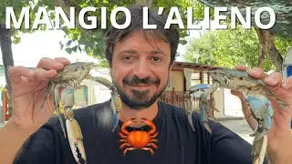 GRANCHIO BLU: MANGIO per la prima volta l’alieno dei mari Italiani 🦀