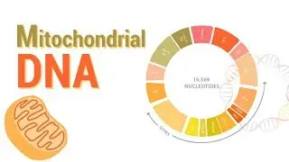 Mitochondrial DNA | mtDNA | All Mitochondrial genes detail