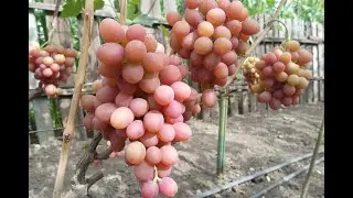 Виноград - Индус ультра и Гурман ранний .