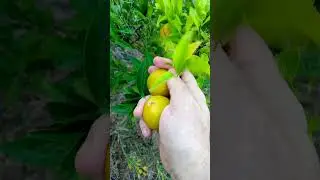 Tangerine Season