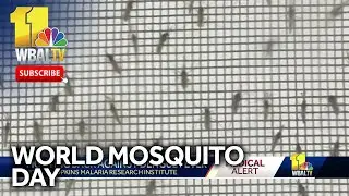 Hopkins works to reduce threat of mosquitoes