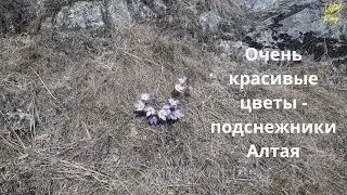 Красивые цветы подснежники на Алтае. Полюбуйтесь этим чудом!