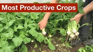 Our Most Productive Crop