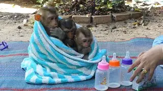 Early Morning Three Adorable Cover Blanket While Waiting Milk