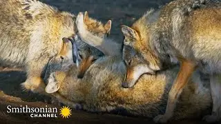 How Wolves Use Complex Body Language to Communicate 🐺 Carpathian Predators | Smithsonian Channel