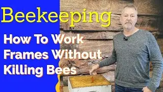 Beekeeping - How To Work Frames Inspecting A Hive