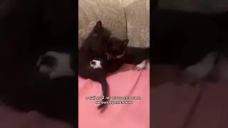 Кот болеет с детства 😭 