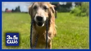 Senior dog's heartbreaking surrender to local shelter sparks outrage online