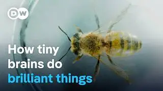 Smart insects - The astonishing intelligence of bumblebees, wasps & co. | DW Documentary