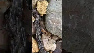 Thousands of Strange Worms Form Chain