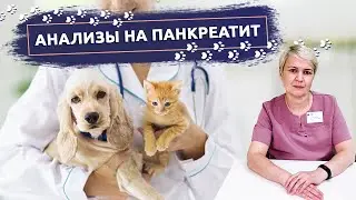 Анализы на панкреатит у животных | Ветеринарная клиника В добрые руки