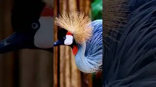 The Wonderful Grey Crowned Crane | Marvel of Nature | Africa's most captivating and beautiful birds