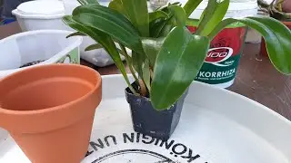 Пересадка орхидеи Масдеваллия