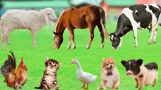 Compilation of Playful Animal Moments :Pig, Chicken, Cat, Cow, Dog, Duck, Tiger - Animal Sounds