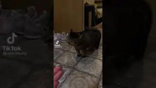 Кот очень забавно жалуется
