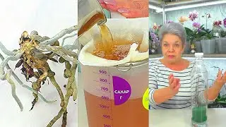 Чудодейственное средство для немедленного возрождения гнилых орхидей НЕ РАБОТАЕТ...