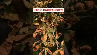 Каштановая минирующая моль #вредители