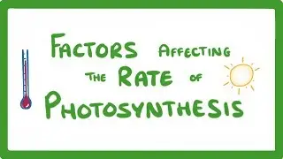 GCSE Biology - Factors Affecting the Rate of Photosynthesis  #49