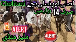 Malir Mandi Me Sb Sy Sasti Cow Baby Calf | Cholistani For 2023 Mandi Me Sasta Maal | cow mandi 2023