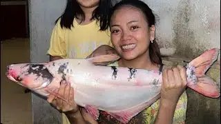 IKAN PATEN ALBINO SEBERAT 4-5 KILOGRAM 😳